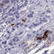 Thyroid Stimulating Hormone Subunit Beta antibody, HPA042681, Atlas Antibodies, Immunohistochemistry frozen image 