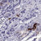 Thyrotropin subunit beta antibody, HPA042681, Atlas Antibodies, Immunohistochemistry frozen image 