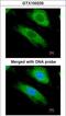 NAD(P)H Quinone Dehydrogenase 1 antibody, LS-C185348, Lifespan Biosciences, Immunocytochemistry image 