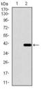 Dynein Axonemal Light Chain 4 antibody, GTX60742, GeneTex, Western Blot image 