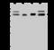 RNA Guanine-7 Methyltransferase antibody, 202825-T38, Sino Biological, Western Blot image 