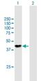 NME/NM23 Family Member 7 antibody, H00029922-B01P, Novus Biologicals, Western Blot image 