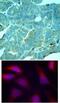 Eukaryotic Translation Initiation Factor 2 Alpha Kinase 2 antibody, 79-227, ProSci, Immunohistochemistry frozen image 