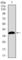 Microtubule Associated Protein 1 Light Chain 3 Alpha antibody, abx015915, Abbexa, Western Blot image 