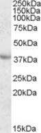 Apolipoprotein A5 antibody, LS-C112761, Lifespan Biosciences, Western Blot image 