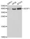 Alpha-2-Glycoprotein 1, Zinc-Binding antibody, abx004106, Abbexa, Western Blot image 