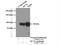 OTF-1 antibody, 10387-1-AP, Proteintech Group, Immunoprecipitation image 