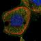 Zinc Finger Protein 620 antibody, NBP1-81064, Novus Biologicals, Immunocytochemistry image 