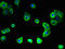 G Protein-Coupled Receptor 176 antibody, LS-C395179, Lifespan Biosciences, Immunofluorescence image 