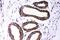 Dicer 1, Ribonuclease III antibody, PA5-79154, Invitrogen Antibodies, Immunohistochemistry frozen image 