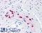 SRY-Box 9 antibody, LS-B4421, Lifespan Biosciences, Immunohistochemistry frozen image 