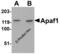 Apoptotic Peptidase Activating Factor 1 antibody, 2013, ProSci, Western Blot image 