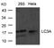 Microtubule Associated Protein 1 Light Chain 3 Alpha antibody, 79-628, ProSci, Western Blot image 