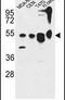 Autophagy Related 13 antibody, PA5-26923, Invitrogen Antibodies, Western Blot image 