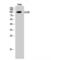 Lysine Acetyltransferase 2A antibody, LS-C383667, Lifespan Biosciences, Western Blot image 