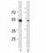 RUNX Family Transcription Factor 3 antibody, F44057-0.4ML, NSJ Bioreagents, Immunohistochemistry frozen image 