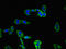 T Cell Immunoreceptor With Ig And ITIM Domains antibody, LS-C395293, Lifespan Biosciences, Immunofluorescence image 