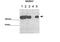 E3 ubiquitin-protein ligase MGRN1 antibody, 25-831, ProSci, Western Blot image 