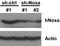 Phorbol-12-Myristate-13-Acetate-Induced Protein 1 antibody, TA336343, Origene, Western Blot image 