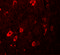 Zinc finger and BTB domain-containing protein 3 antibody, 6119, ProSci, Immunofluorescence image 