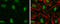 THO Complex 1 antibody, GTX70220, GeneTex, Immunocytochemistry image 