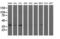 Replication Factor C Subunit 2 antibody, LS-C787321, Lifespan Biosciences, Western Blot image 