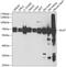 Dihydrolipoamide S-Acetyltransferase antibody, GTX54002, GeneTex, Western Blot image 