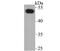 Nuclear Factor I B antibody, NBP2-75591, Novus Biologicals, Western Blot image 