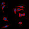 Arginine Vasopressin Receptor 1B antibody, LS-C358922, Lifespan Biosciences, Immunofluorescence image 
