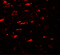 Unc-51 Like Kinase 4 antibody, 7587, ProSci Inc, Immunofluorescence image 