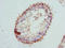 Glycerol-3-Phosphate Dehydrogenase 2 antibody, LS-C675826, Lifespan Biosciences, Immunohistochemistry paraffin image 