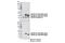 BRCA1/BRCA2-Containing Complex Subunit 3 antibody, 18215S, Cell Signaling Technology, Western Blot image 