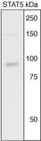 Signal Transducer And Activator Of Transcription 5A antibody, OPA1-03010, Invitrogen Antibodies, Western Blot image 