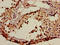 Acrosomal Vesicle Protein 1 antibody, LS-C375121, Lifespan Biosciences, Immunohistochemistry paraffin image 
