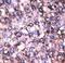 MAGE Family Member D2 antibody, LS-C100415, Lifespan Biosciences, Immunohistochemistry frozen image 