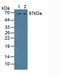 GRB2 Associated Binding Protein 3 antibody, LS-C375013, Lifespan Biosciences, Western Blot image 