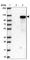 BEN Domain Containing 2 antibody, HPA013142, Atlas Antibodies, Western Blot image 