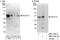 Homeobox C10 antibody, NBP1-71933, Novus Biologicals, Western Blot image 