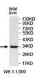 Phytanoyl-CoA Dioxygenase Domain Containing 1 antibody, orb78045, Biorbyt, Western Blot image 