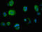 Insulin Induced Gene 1 antibody, orb400864, Biorbyt, Immunocytochemistry image 
