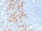 Selectin P Ligand antibody, 33-602, ProSci, Immunohistochemistry paraffin image 