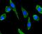 C-X-C Motif Chemokine Ligand 12 antibody, NBP2-67903, Novus Biologicals, Immunocytochemistry image 