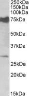 NMNAT3 antibody, EB11024, Everest Biotech, Western Blot image 