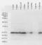 Heat Shock Protein Family B (Small) Member 1 antibody, LS-C231851, Lifespan Biosciences, Western Blot image 