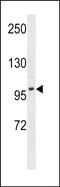 Dimethylglycine Dehydrogenase antibody, PA5-48936, Invitrogen Antibodies, Western Blot image 