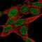 Rap Associating With DIL Domain antibody, HPA051776, Atlas Antibodies, Immunofluorescence image 