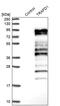 TRAF-Type Zinc Finger Domain Containing 1 antibody, PA5-58712, Invitrogen Antibodies, Western Blot image 