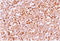 CD79a antibody, AM50250PU-T, Origene, Immunohistochemistry frozen image 
