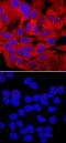 Heat Shock Protein Family B (Small) Member 1 antibody, MAB23141, R&D Systems, Immunofluorescence image 