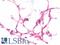 Apolipoprotein D antibody, LS-B10708, Lifespan Biosciences, Immunohistochemistry paraffin image 